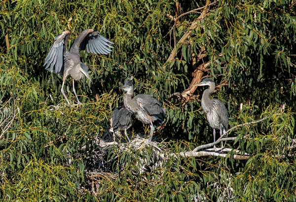 Herons in Santa Venetia