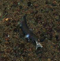 Spawning Coho salmon