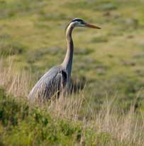 Heron