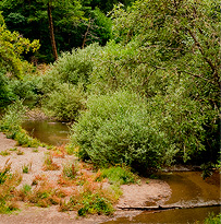 m7_riparian_bgrace